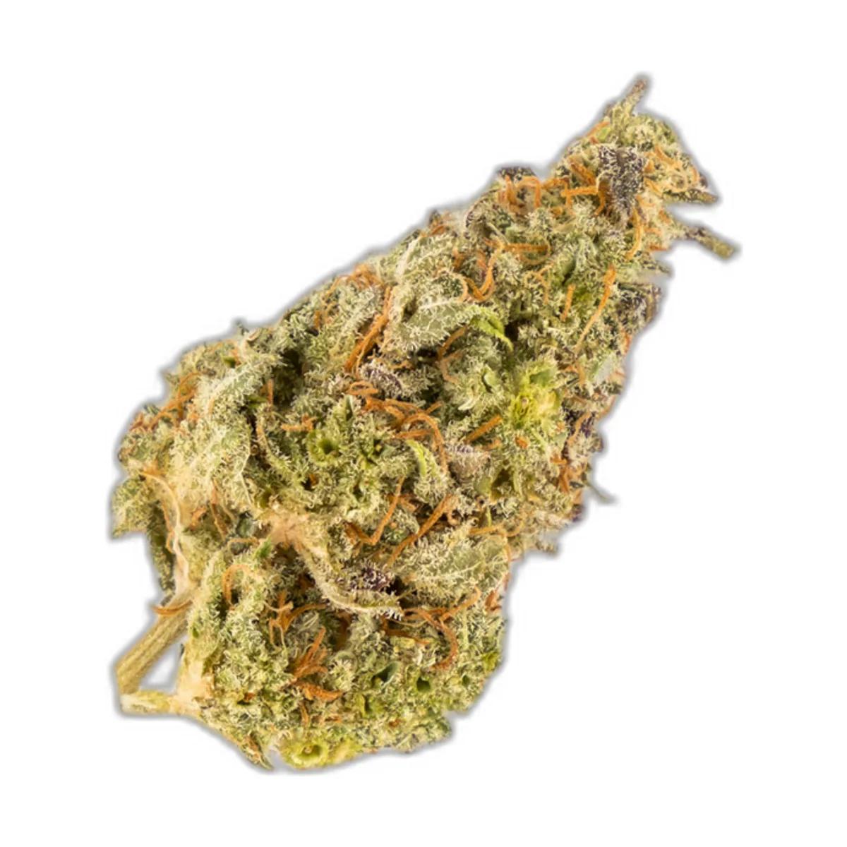 New Member Sativa Started Pack