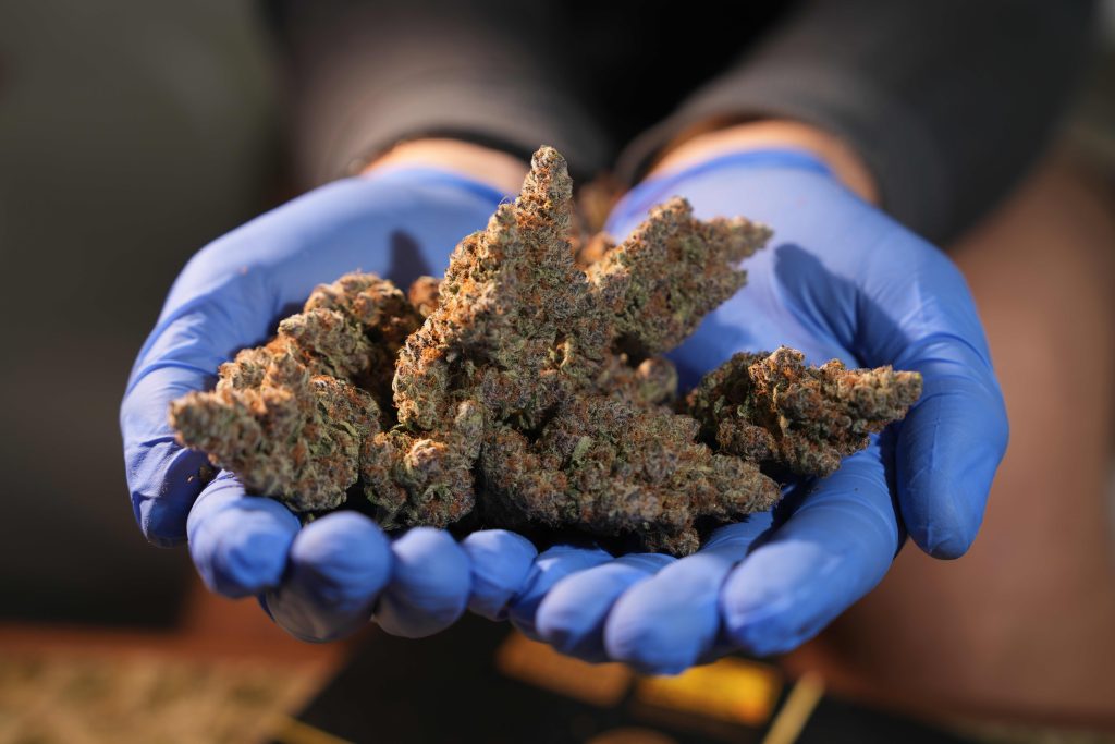 A Seknd Nature bud tender holds a handful of luscious cannabis flower buds