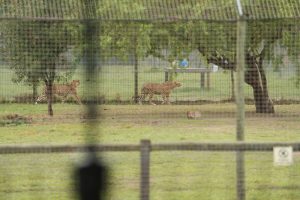 Members of South Africa's premium cannabis collective Seknd Nature can watch the cheetahs while smoking dab and vapes in the comfortable Somerset West member's lounge
